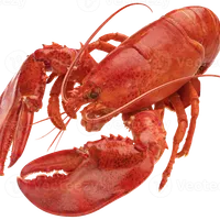 Lobster - Sushi marneuli