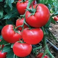Domates 500 grm - CADDE MARKET TIKLA GELSİN7/24 SAAT